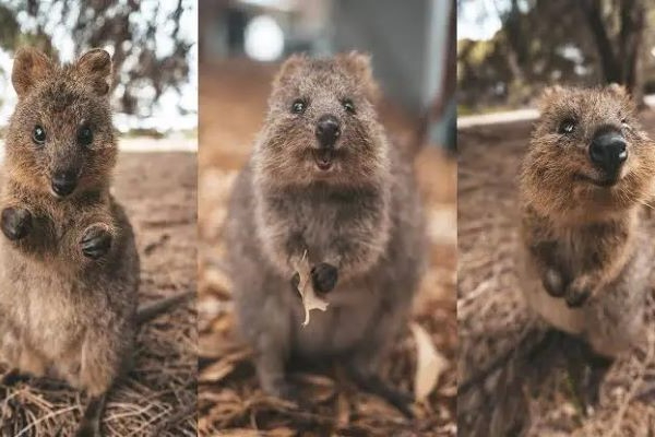 AussieVIEW 오지뷰 페더데일 동물원 + 블루마운틴 선셋 별보기