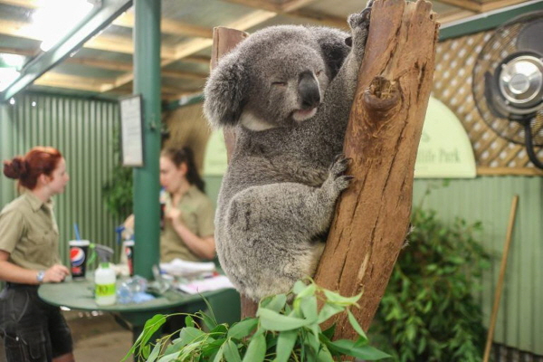 AussieVIEW 오지뷰 페더데일 동물원 + 블루마운틴 선셋 별보기